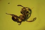 Detailed Fossil Fly (Diptera) & Ant (Formicidae) In Baltic Amber #102765-2